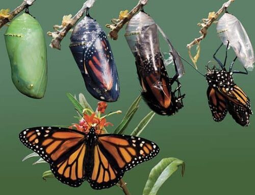 The Poetry of Change